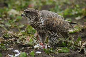 falcon2