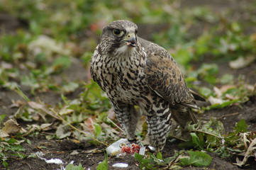 falcon3