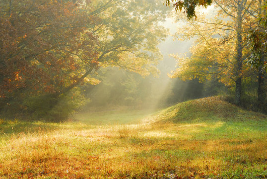 Foggy Rural Scene