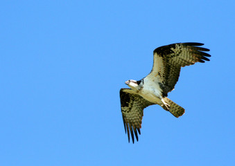 osprey 3
