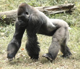 gorilla male walking © Clarence Alford