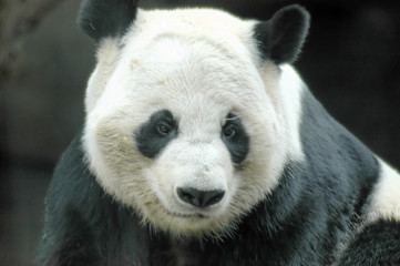 Obraz premium panda bear