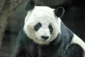 Zelfklevend Fotobehang Panda giant panda