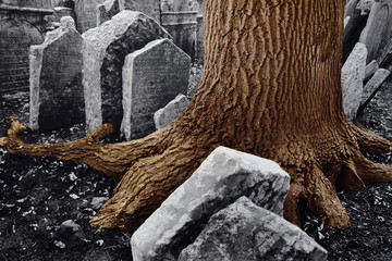among old jewish tombs