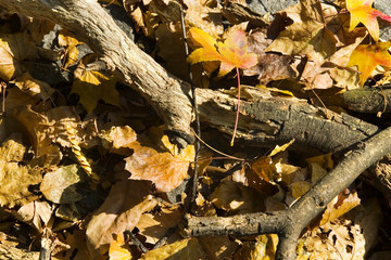 autumn background