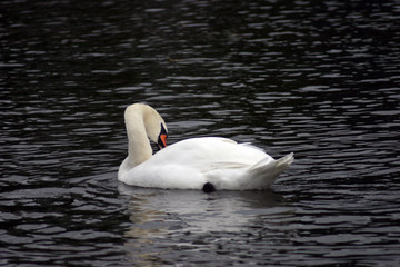swan