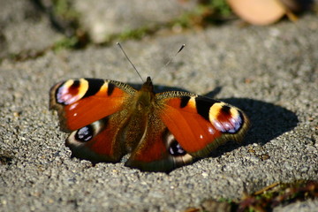 schmetterling #3
