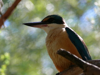 kingfisher