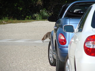 raccoon in a crosswalk © Pix By Marti 