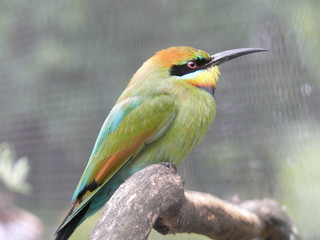 bee eater