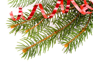 isolated pine branch on white background