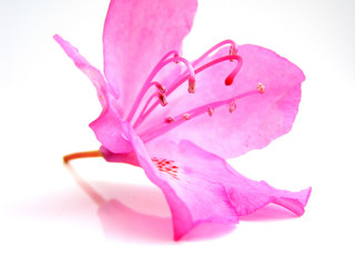 pink lady no5
