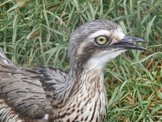 curlew
