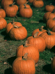 haloween pumpkins