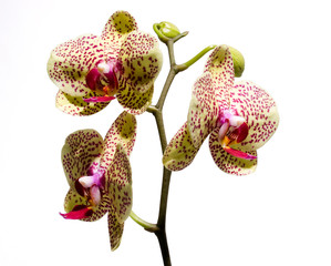 yellow & purple phalenopsis orchids