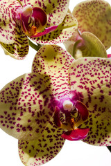 yellow & purple phalenopsis orchid