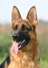 profil de berger allemand © cynoclub