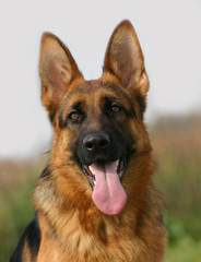 portrait de berger allemand