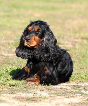 373 Best Cocker Spaniel Anglais Images Stock Photos Vectors Adobe Stock