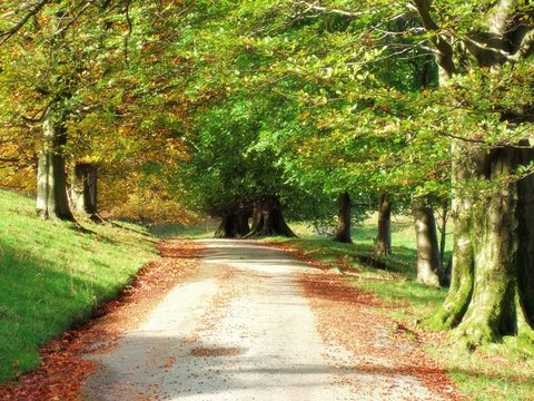 leafy autumn road