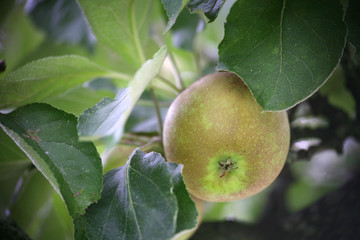 extertaler apfel