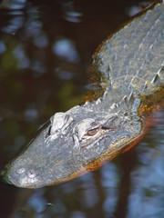 lurking gator