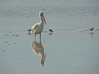 white pelican in mudflats