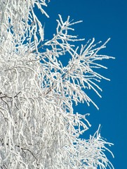 winter frosty tree
