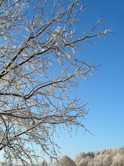 winter tree