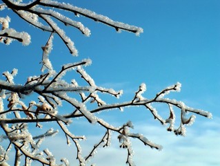 winter sky and frosty tree