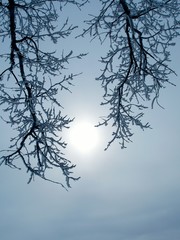 winter sun and tree