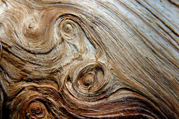 holzmaserung, curled wood