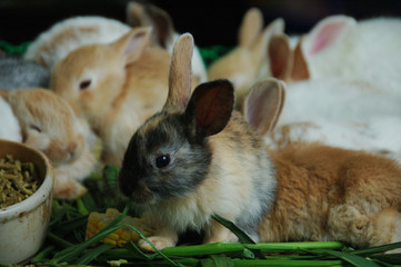 osterhasen © Grischa Georgiew