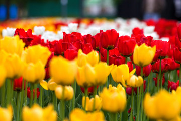 tulips 4