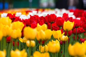 Photo sur Aluminium Tulipe tulips 4