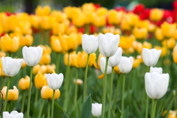 tulips 2