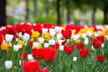 Cercles muraux Tulipe tulips