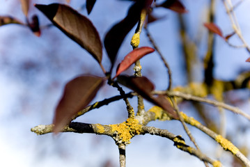 herbstfarben