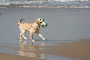 labrador dog with ball