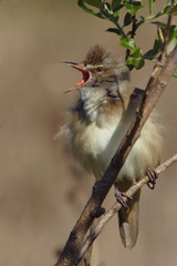 bird