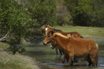 wild ponies