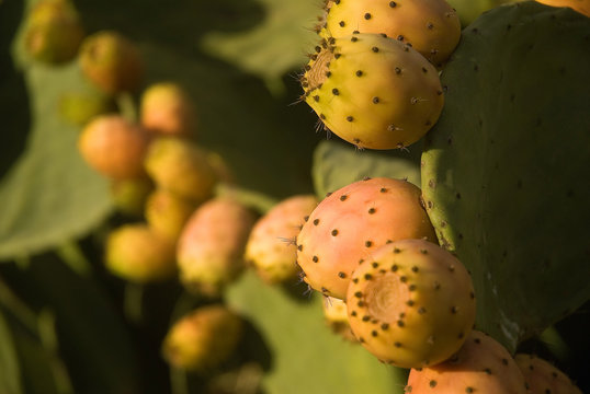 higos chumbos maduros