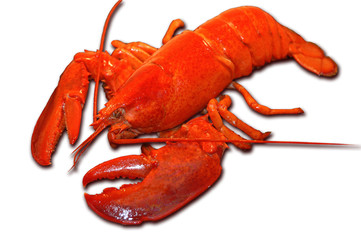 red lobster