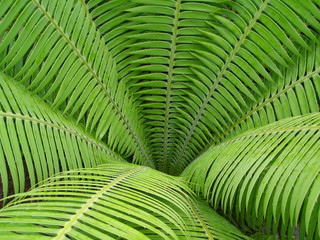 open green fern leaf background