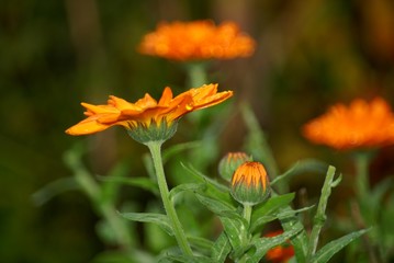 flower zinnia