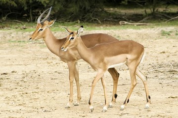 Impalas.