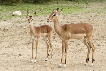 animaux 061
