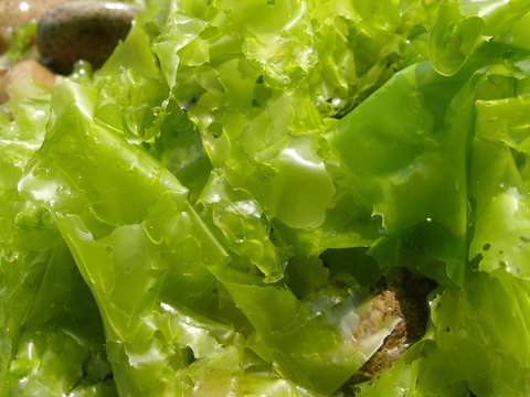 kelp