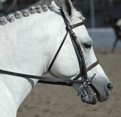 pony20