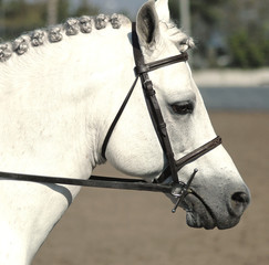 pony22